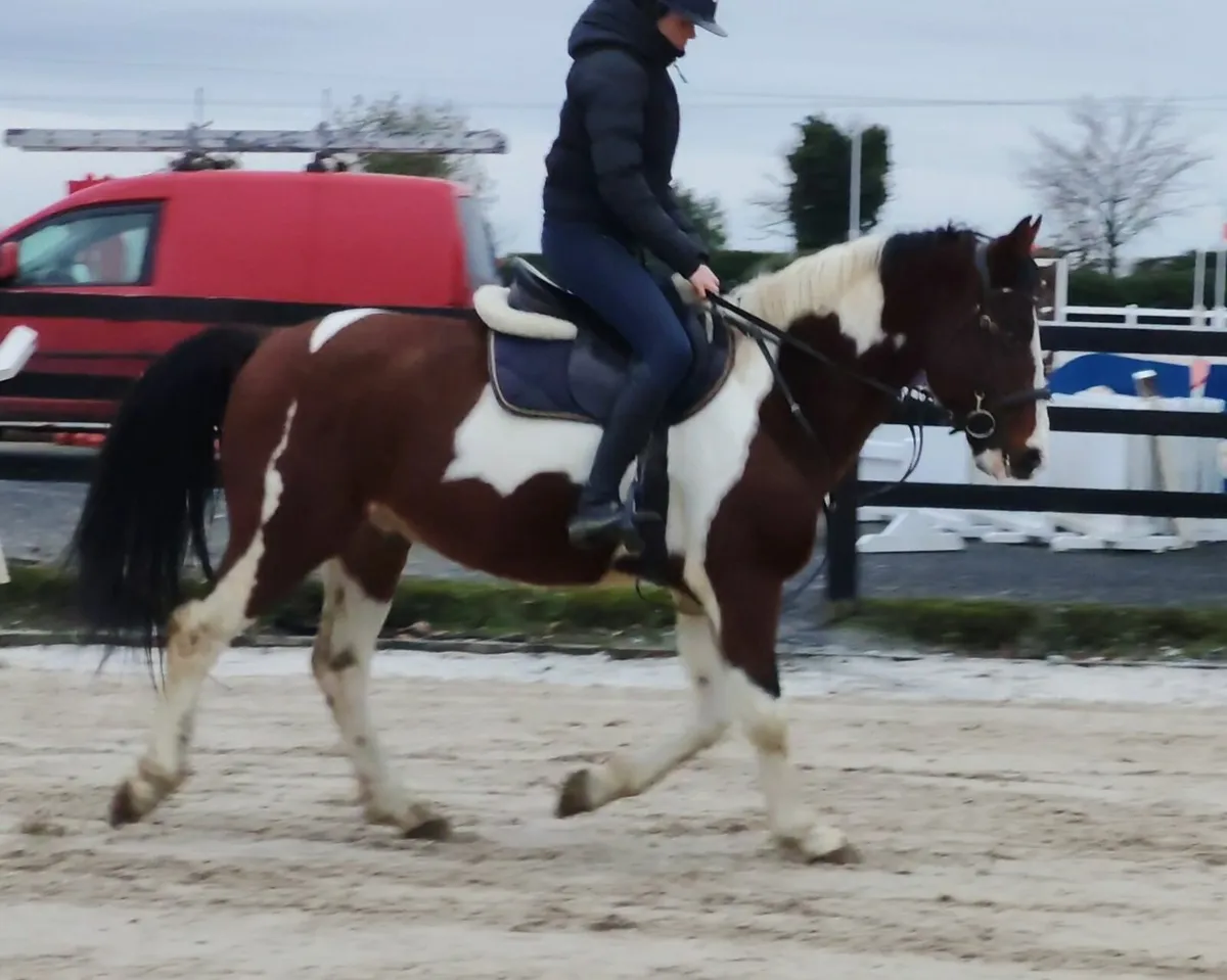 14.2/148cm gelding - Image 1