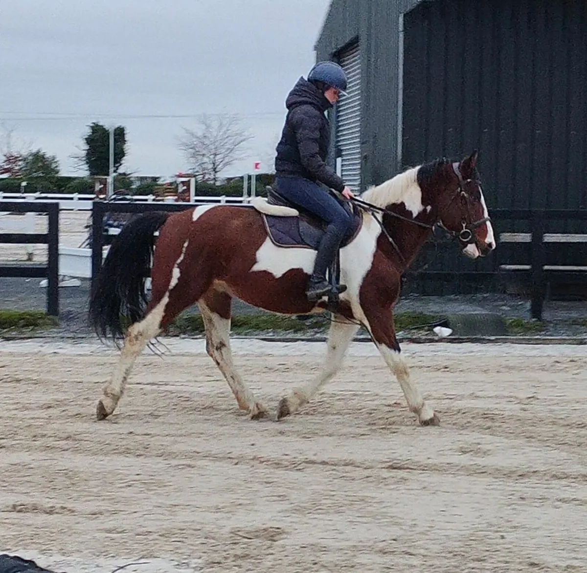 14.2/148cm gelding - Image 2