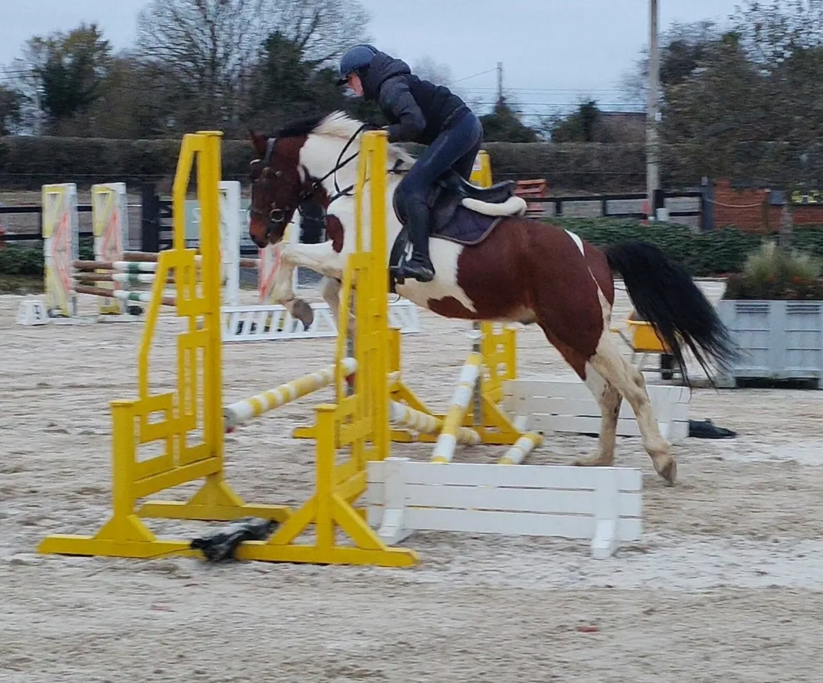 14.2/148cm gelding - Image 3