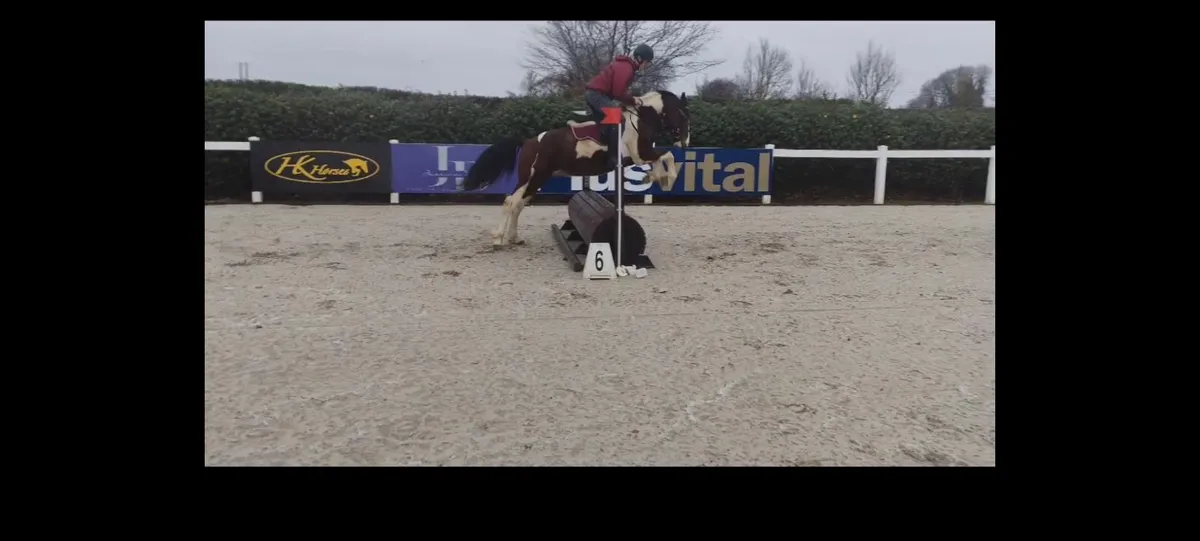 14.2/148cm gelding - Image 4