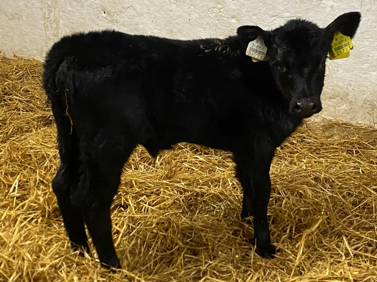 AA CALVES - Image 1