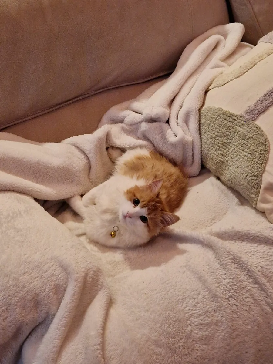 Ginger kitten - Image 2