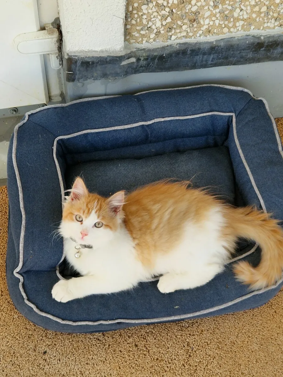 Ginger kitten - Image 1