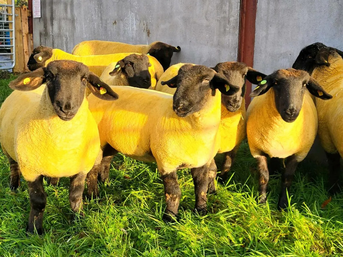 KIRRIEMUIR SUFFOLKS AT THE ALLSTAR SALE - Image 1