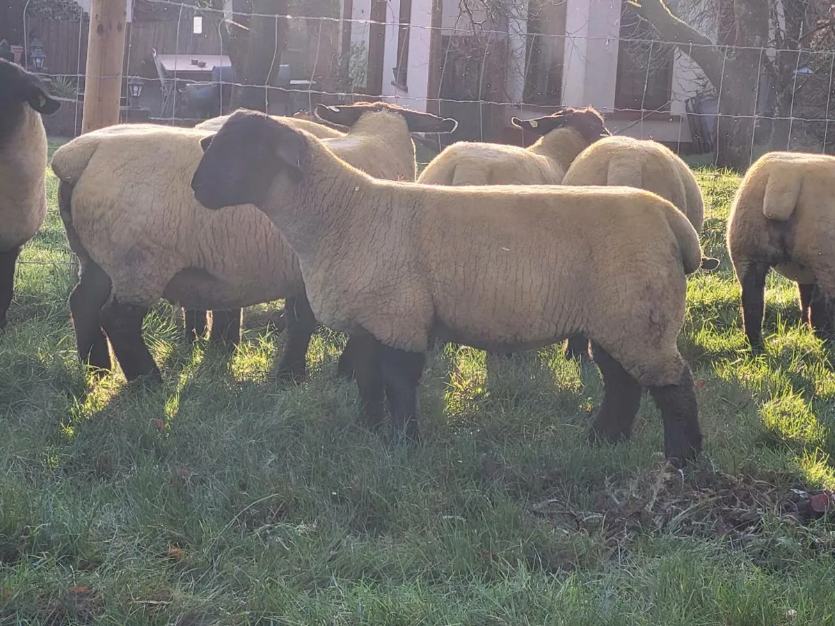 KIRRIEMUIR SUFFOLKS AT THE ALLSTAR SALE - Image 2