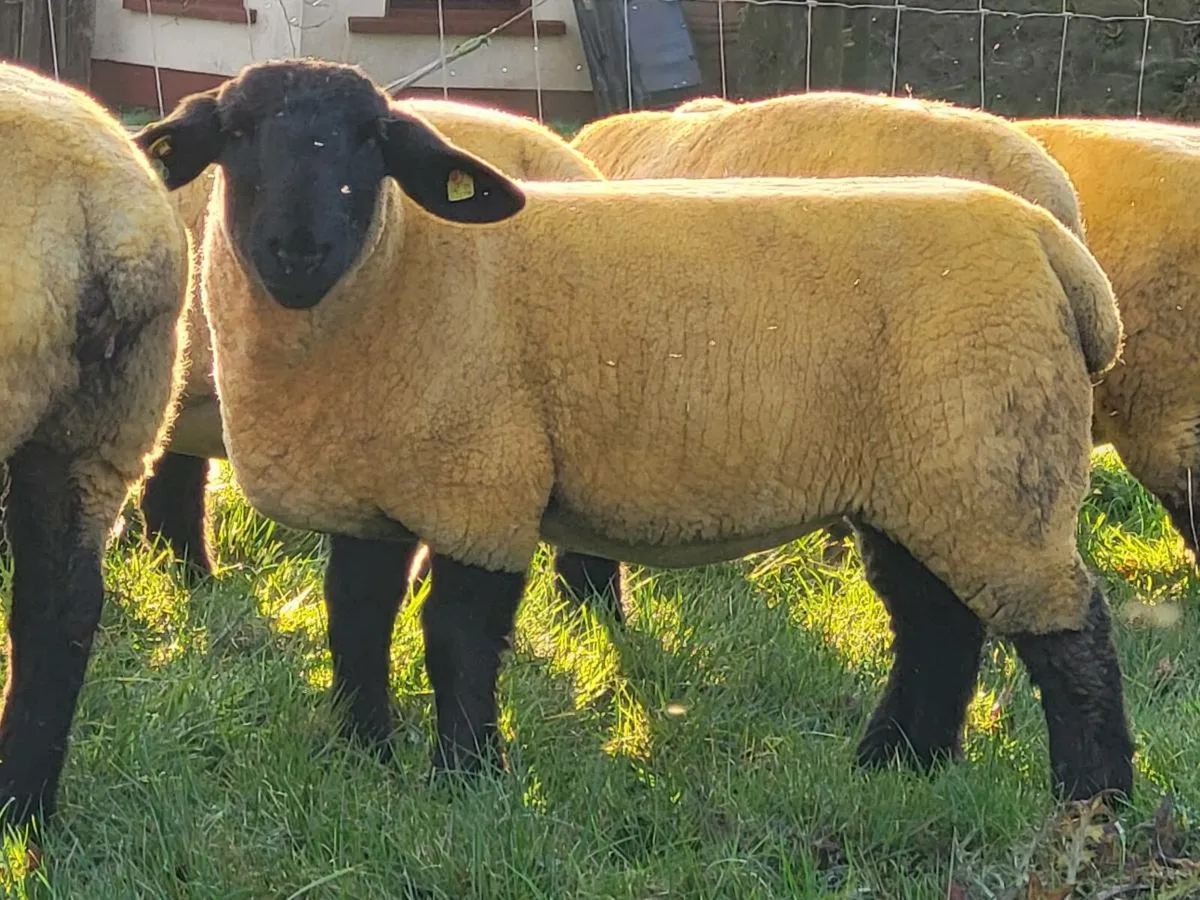 KIRRIEMUIR SUFFOLKS AT THE ALLSTAR SALE - Image 3