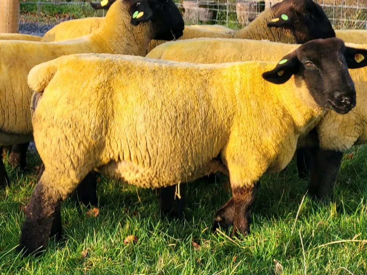 KIRRIEMUIR SUFFOLKS AT THE ALLSTAR SALE - Image 4