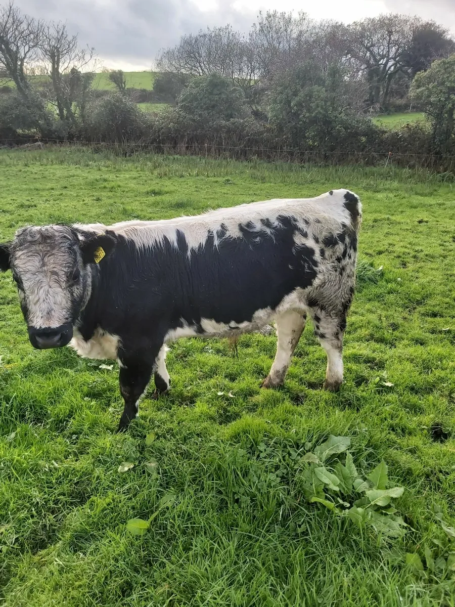 Droimeann bull - Image 1