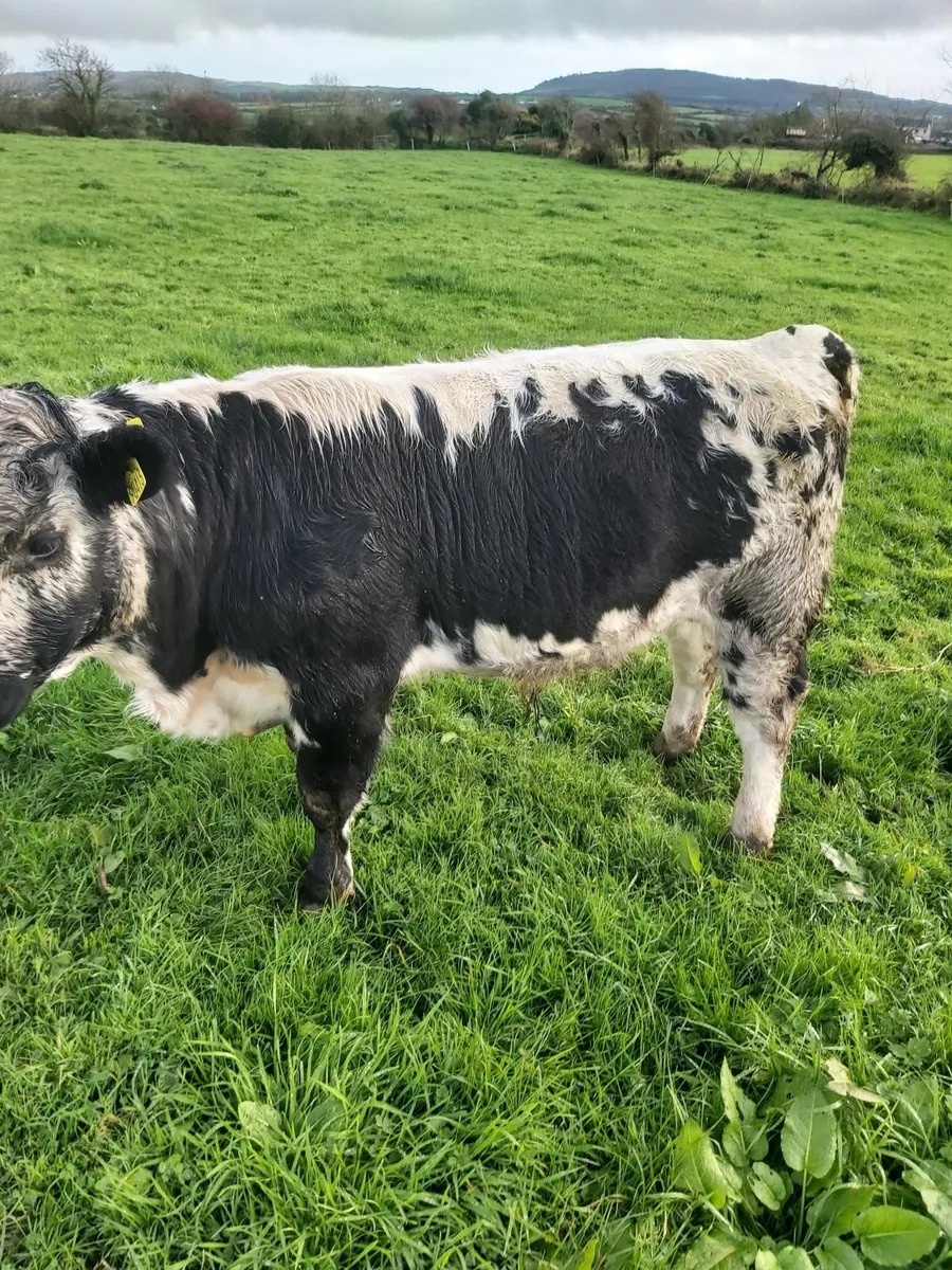 Droimeann bull - Image 2
