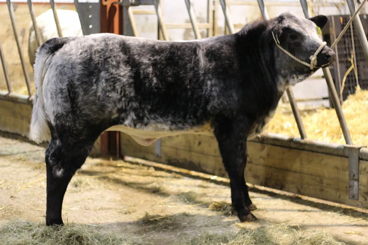 Roan heifers for carrick winter fair - Image 1