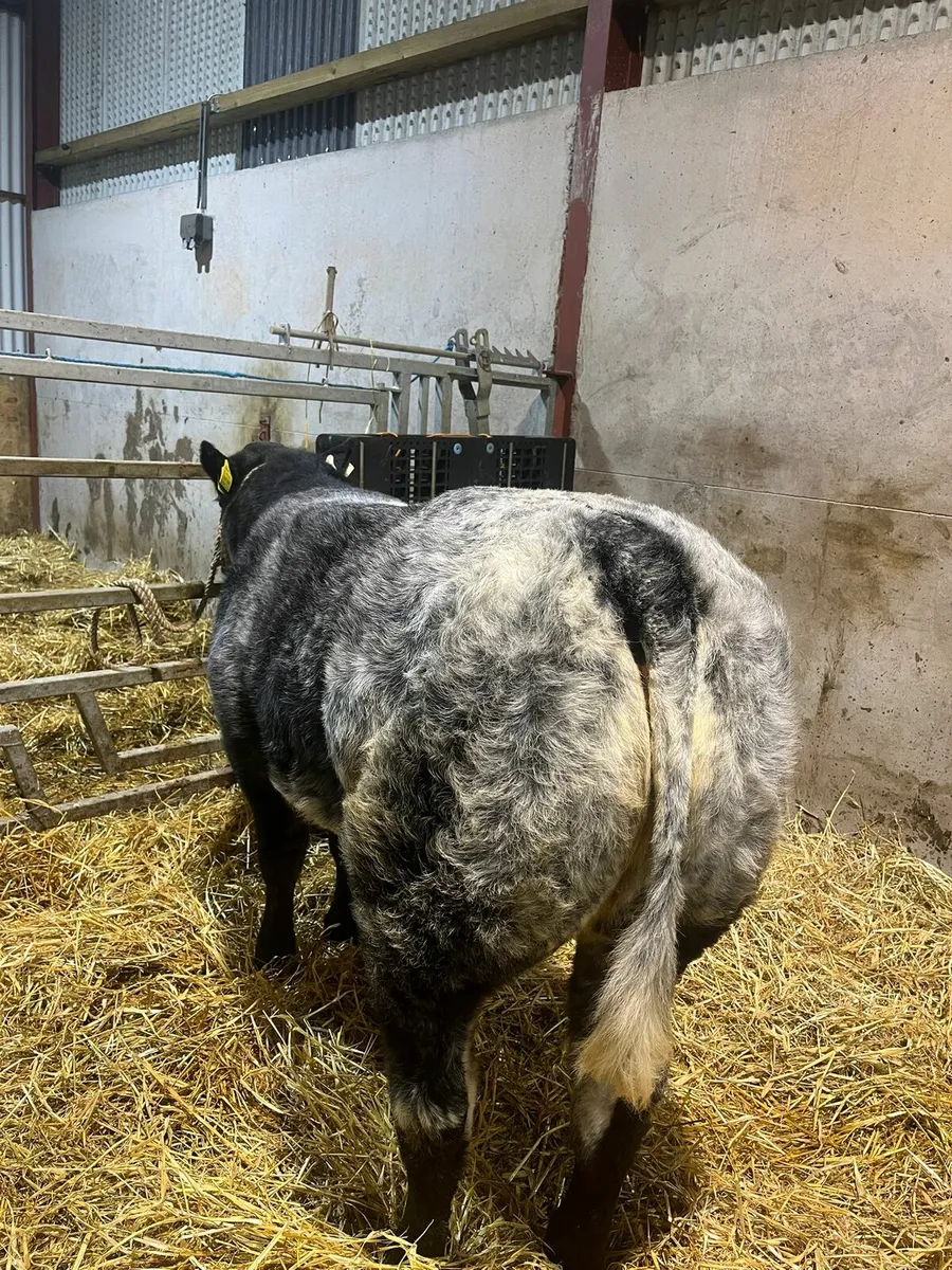 Roan heifers for carrick winter fair - Image 2