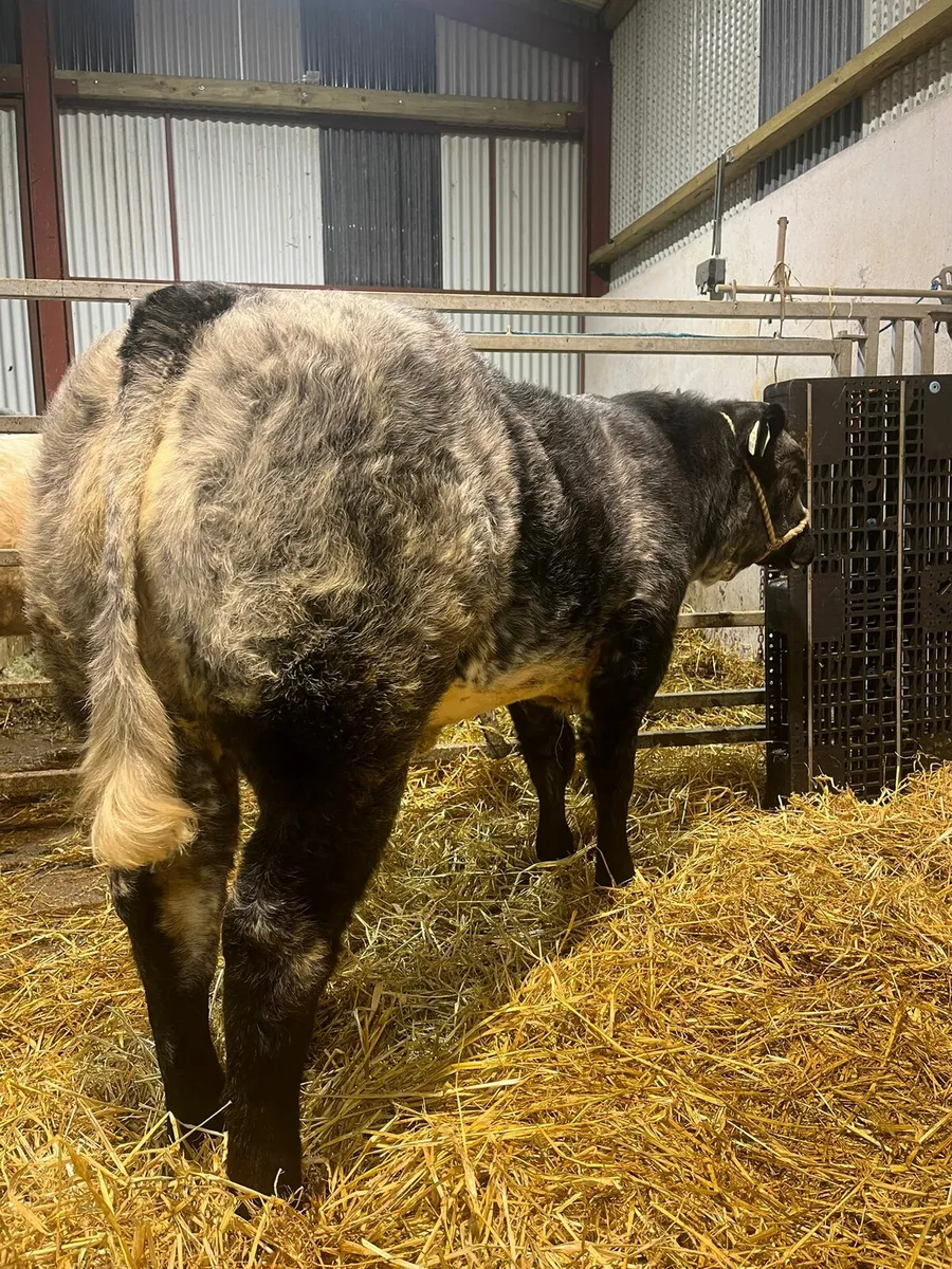 Roan heifers for carrick winter fair - Image 3