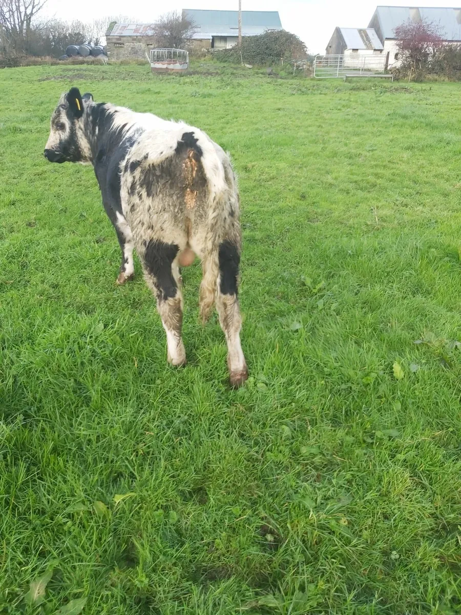 Droimeann bull - Image 3