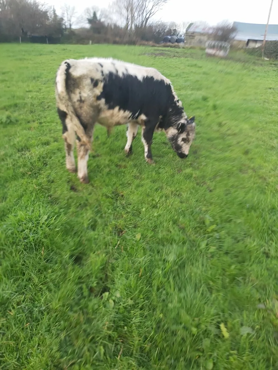 Droimeann bull - Image 4