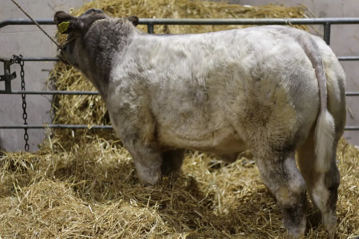 Roan heifers for carrick winter fair - Image 4