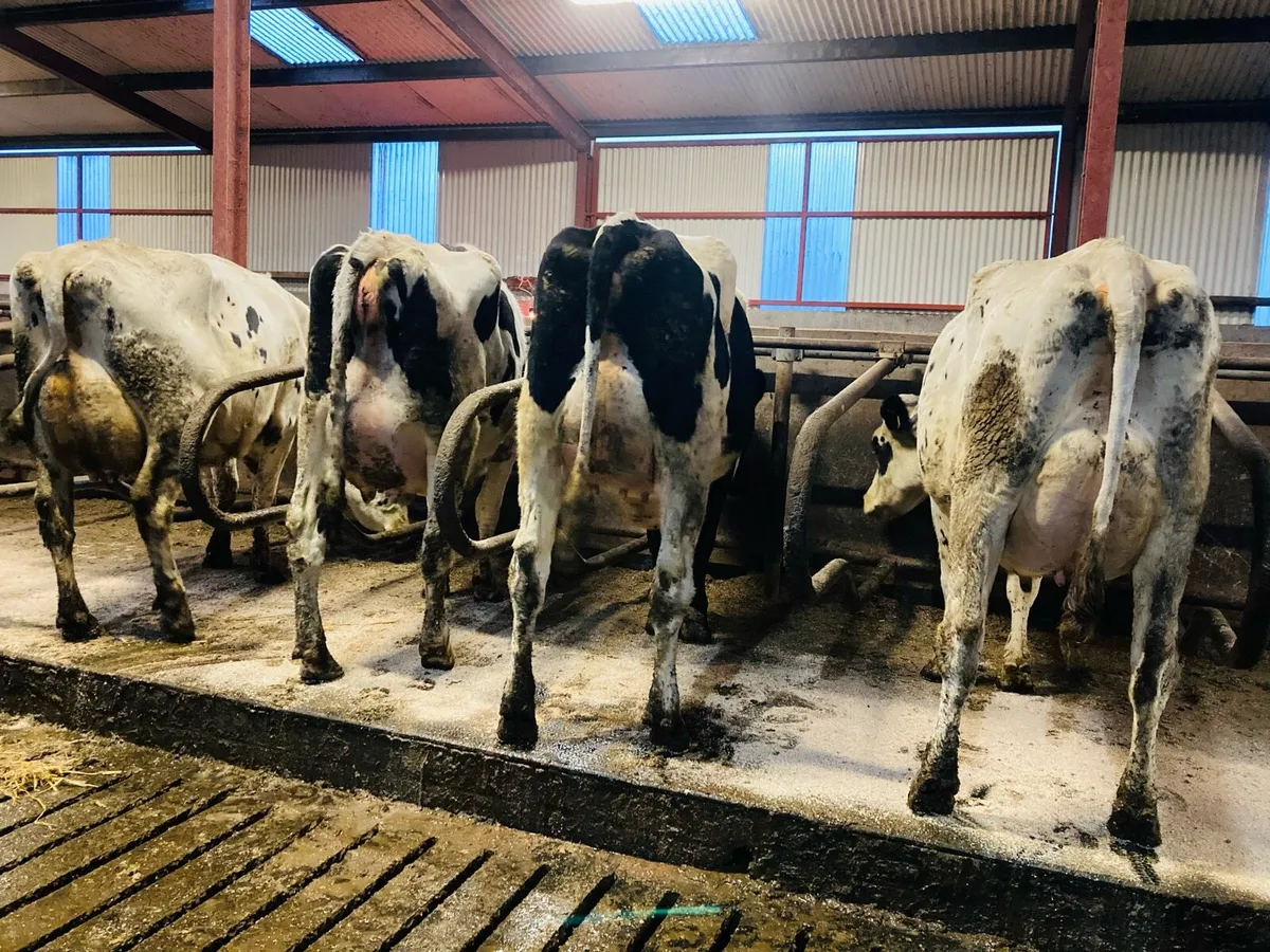 Special Entry Omagh Mart Mon 24th Nov - Image 1