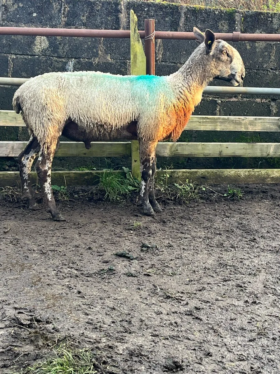 Pure bread, Blue Leicester RAM - Image 1