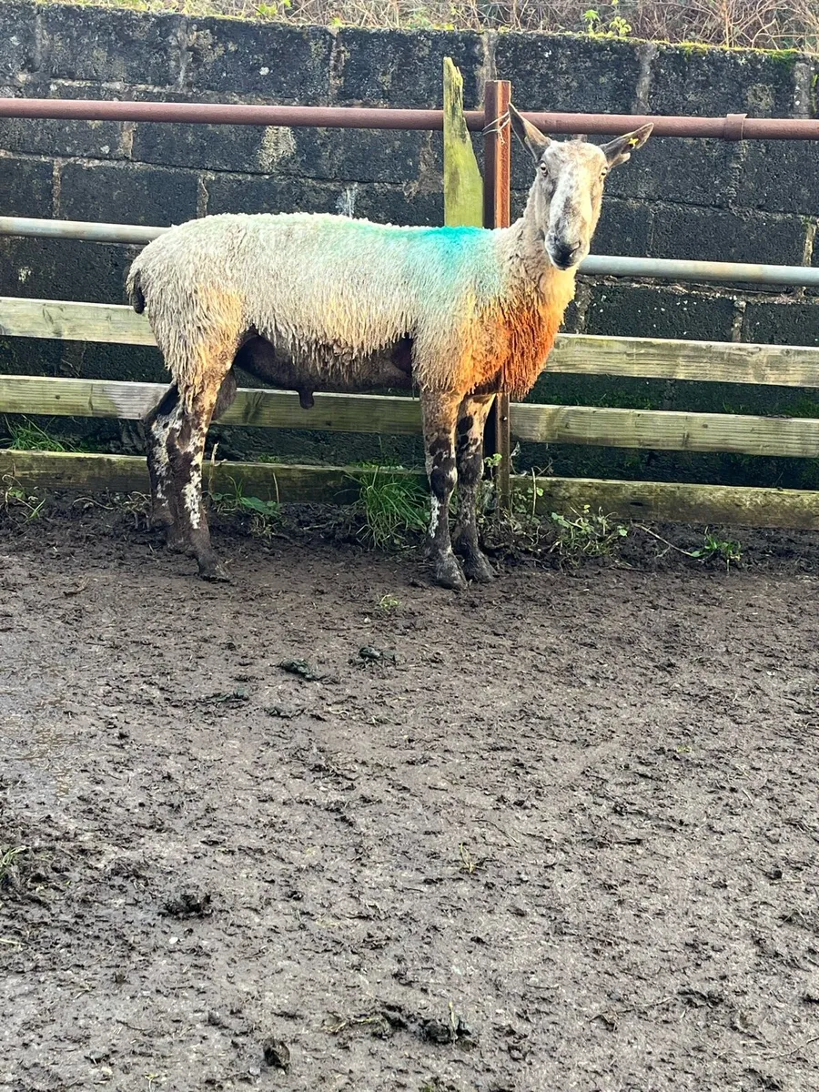 Pure bread, Blue Leicester RAM - Image 2