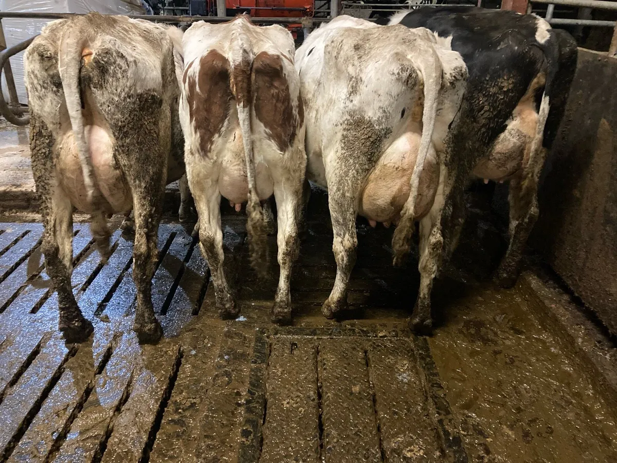 Special Entry Omagh Mart Mon 24th Nov - Image 2