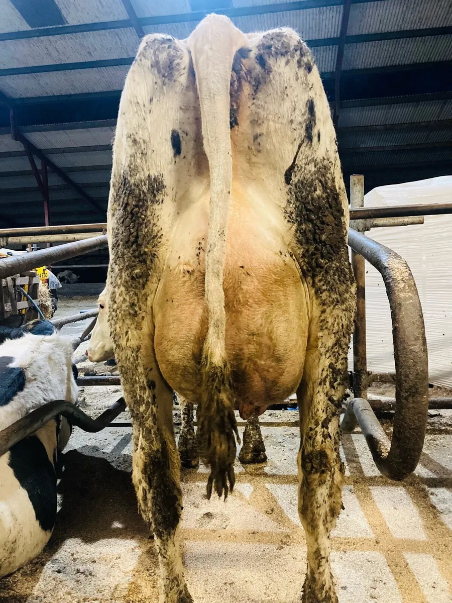 Special Entry Omagh Mart Mon 24th Nov - Image 3