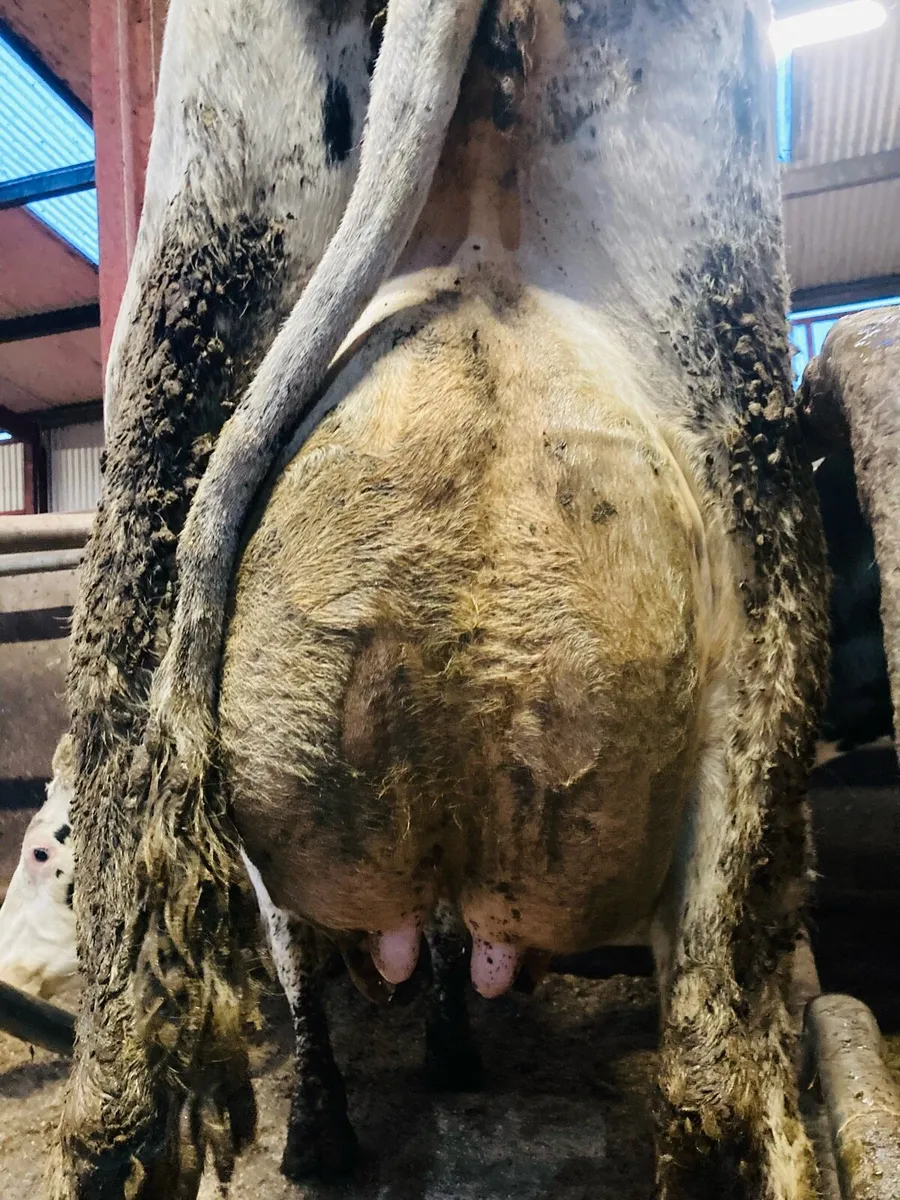 Special Entry Omagh Mart Mon 24th Nov - Image 4