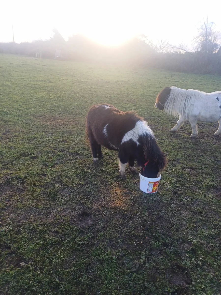 Miniature pony - Image 2