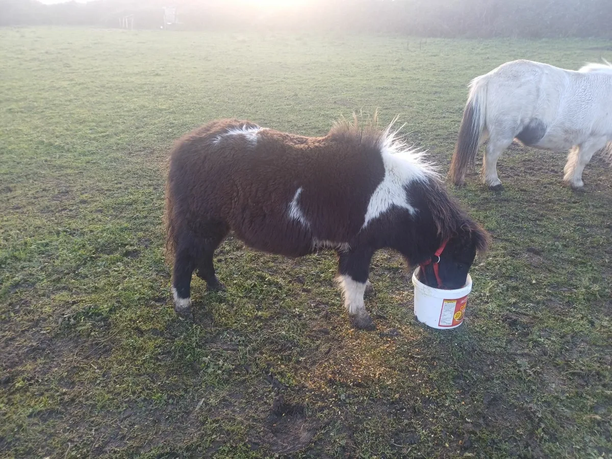 Miniature pony - Image 1