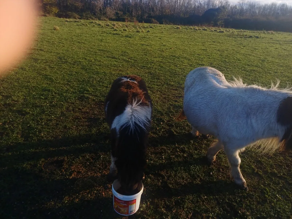 Miniature pony - Image 3