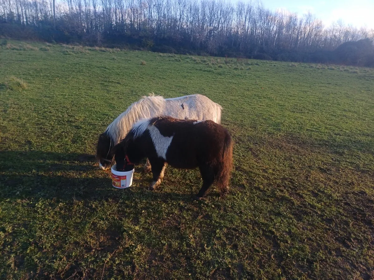 Miniature pony - Image 4