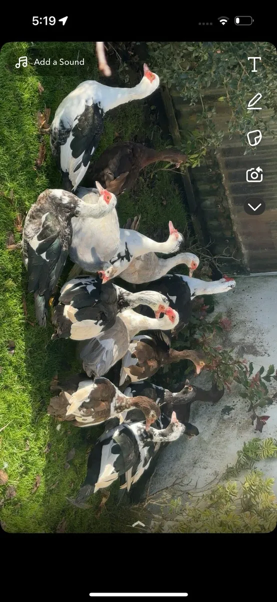 9 female muscovys - Image 1