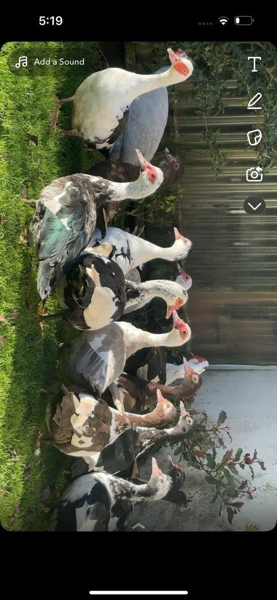 9 female muscovys - Image 2