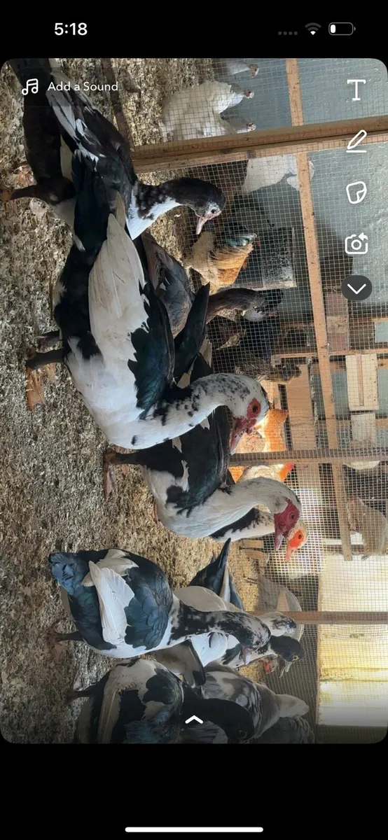 9 female muscovys - Image 3