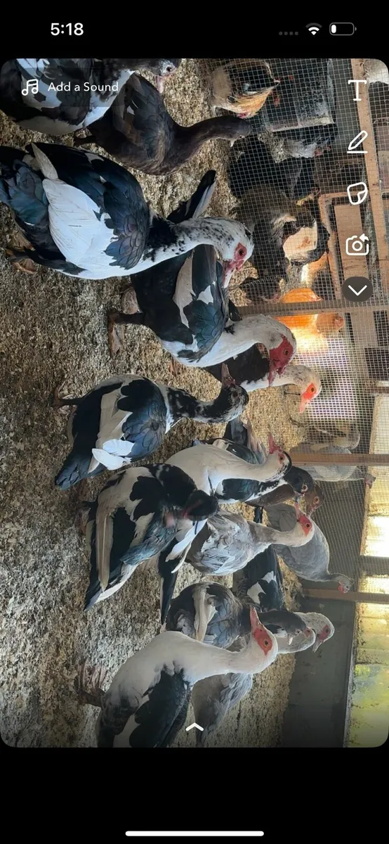 9 female muscovys - Image 4