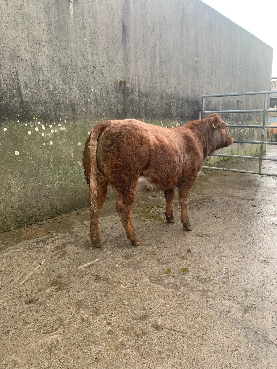 Roan heifer - Image 1