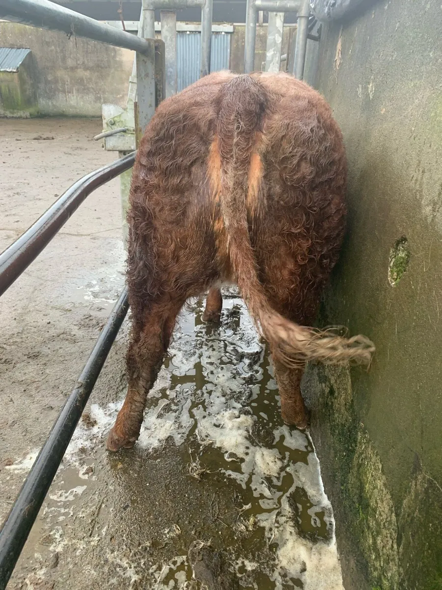 Roan heifer - Image 2