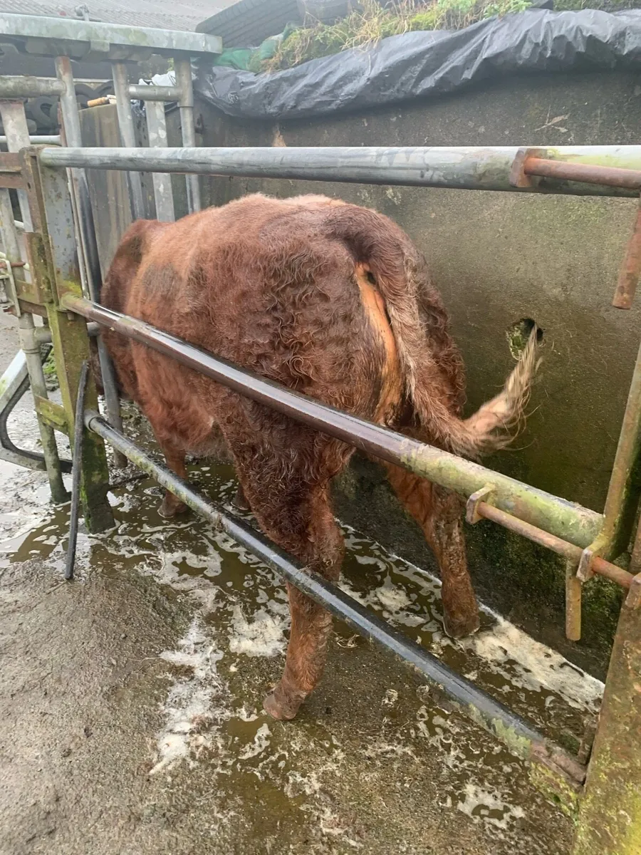 Roan heifer - Image 3