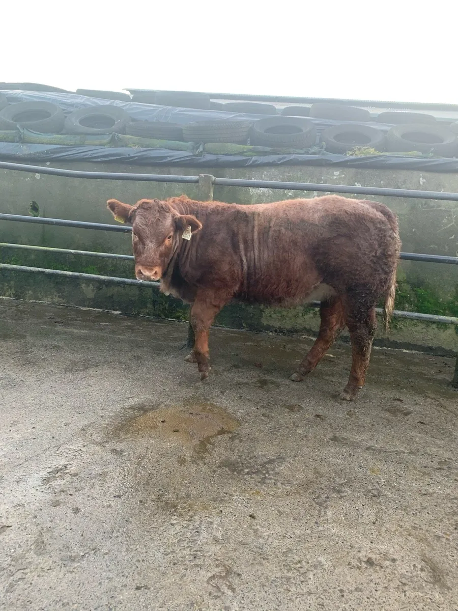 Roan heifer - Image 4
