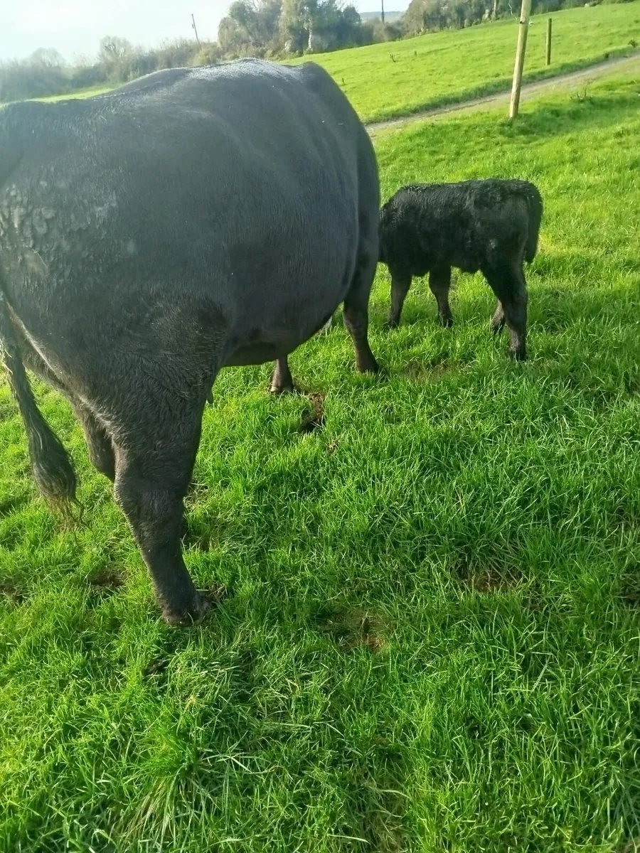 PBR Aberdeen Angus cow and calf - Image 2