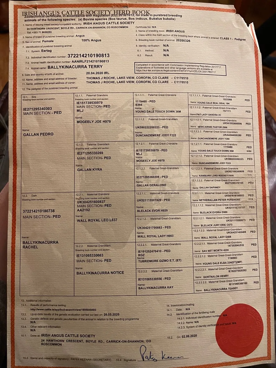 PBR Aberdeen Angus cow and calf - Image 3