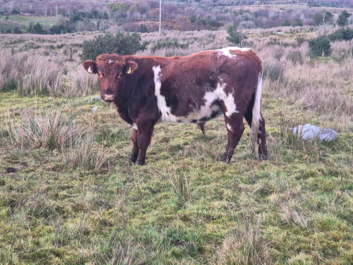 Shorthorn Bull - Image 1