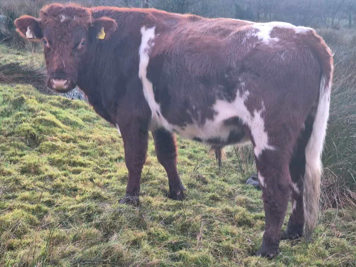 Shorthorn Bull - Image 2