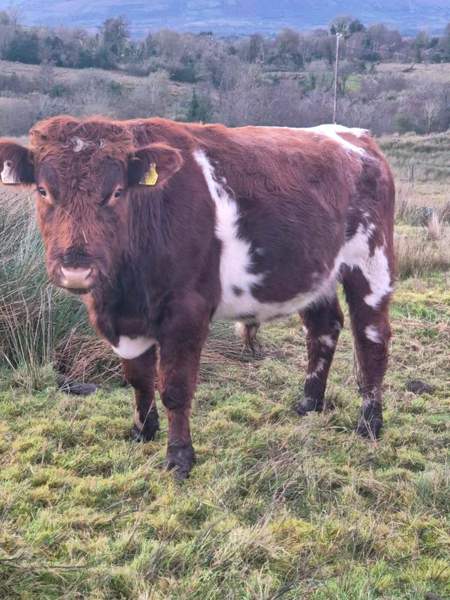 Shorthorn Bull - Image 3