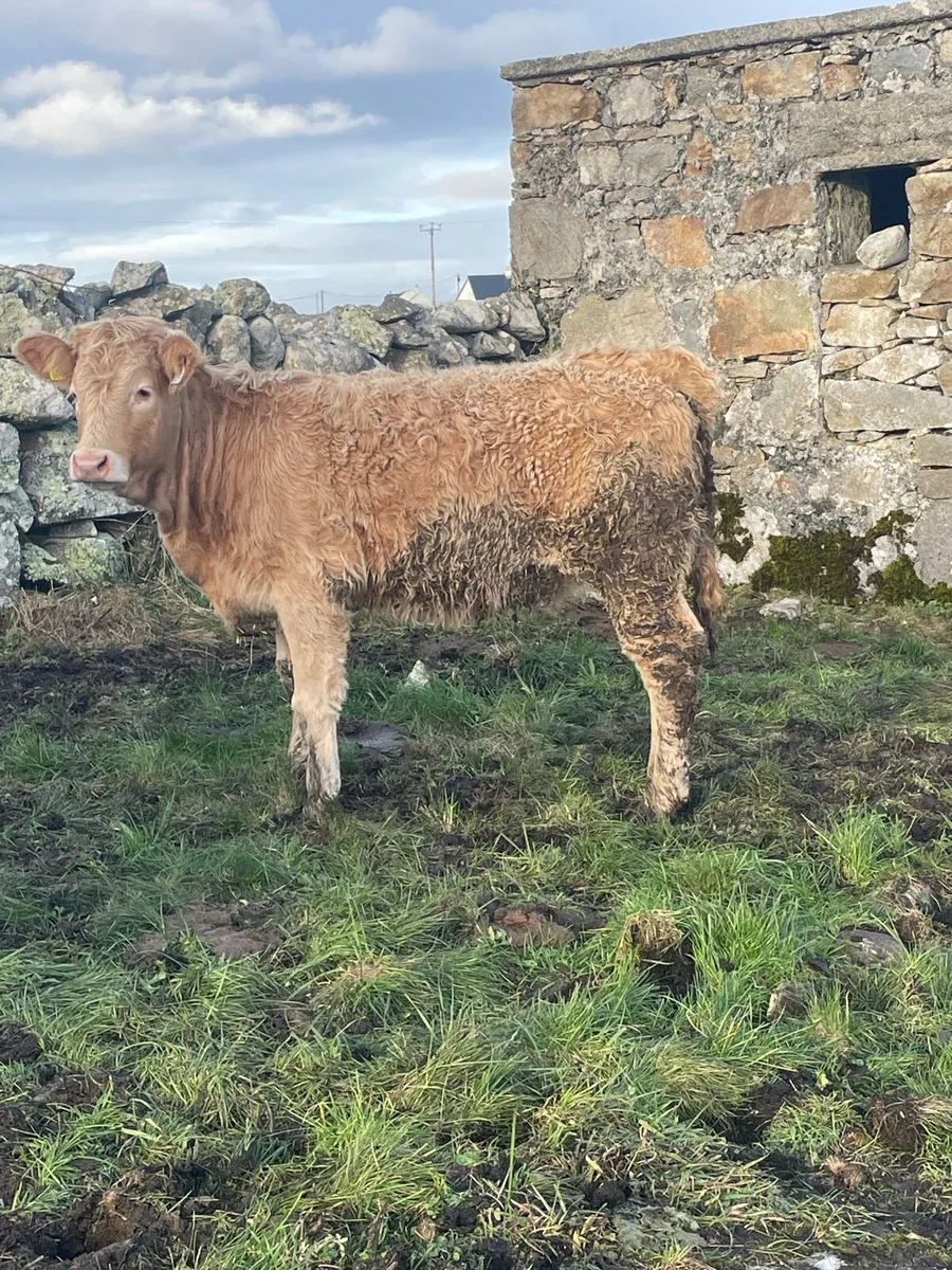 🔸heifers🔸 - Image 2