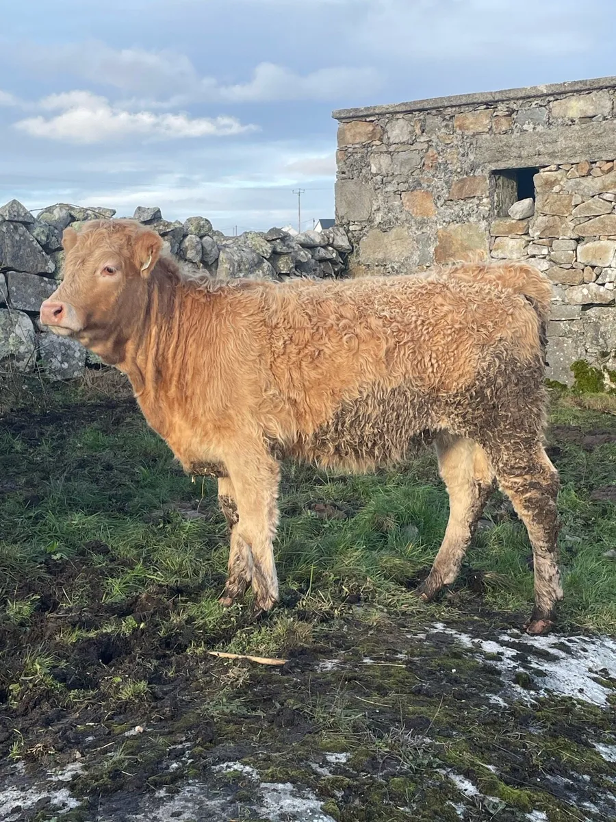 🔸heifers🔸 - Image 3