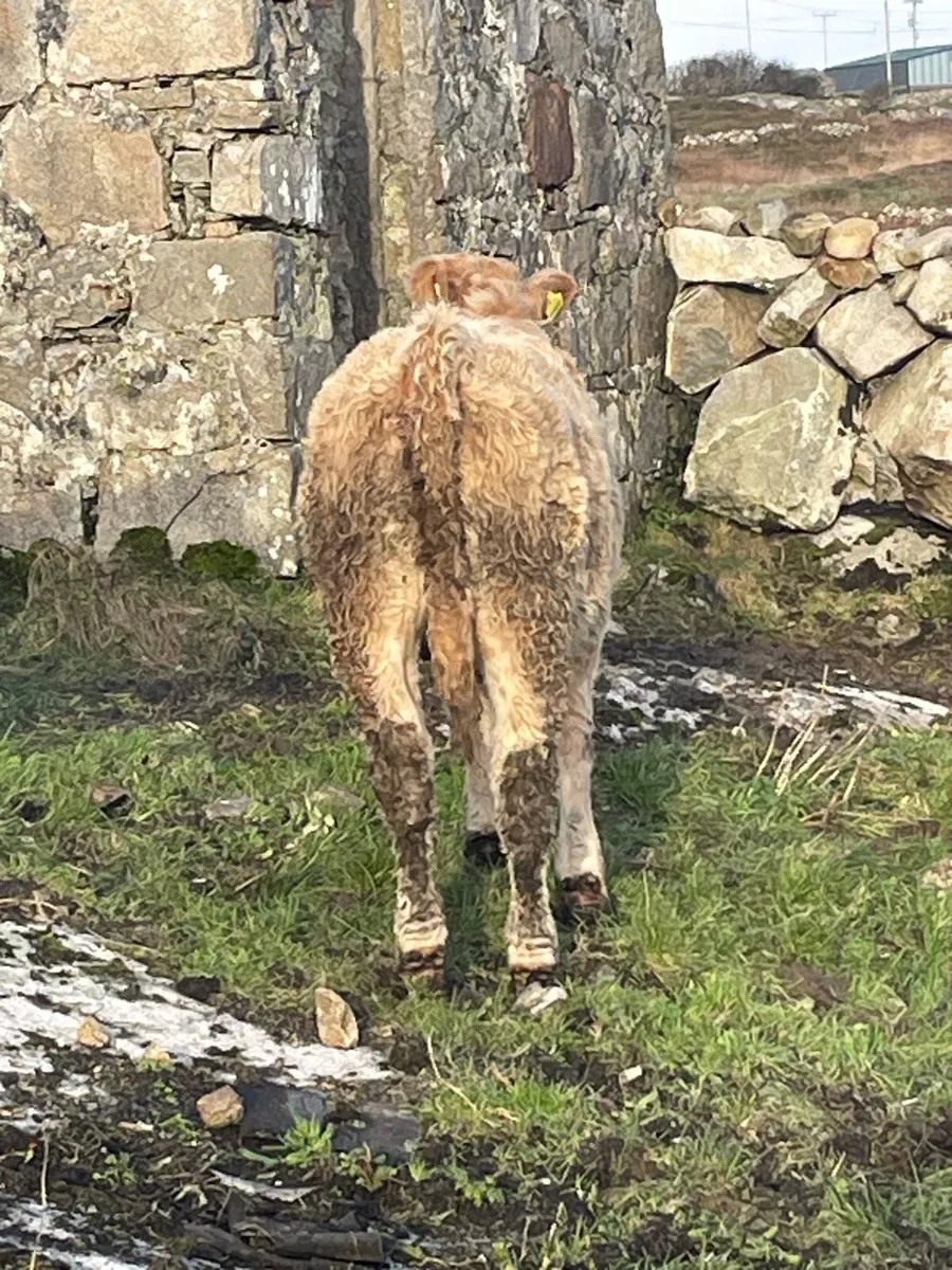 🔸heifers🔸 - Image 4