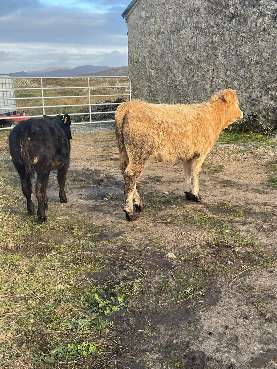 🔸heifers🔸 - Image 1