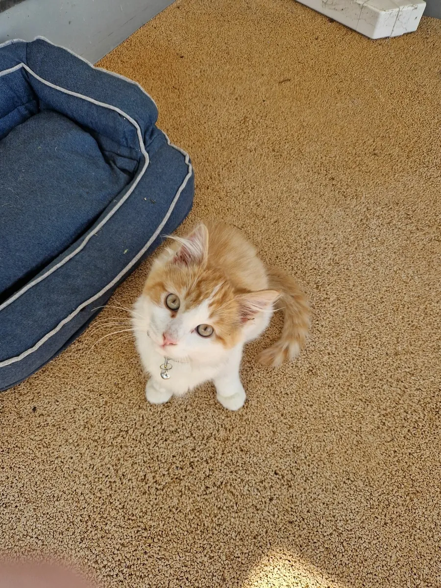 Ginger kitten - Image 3