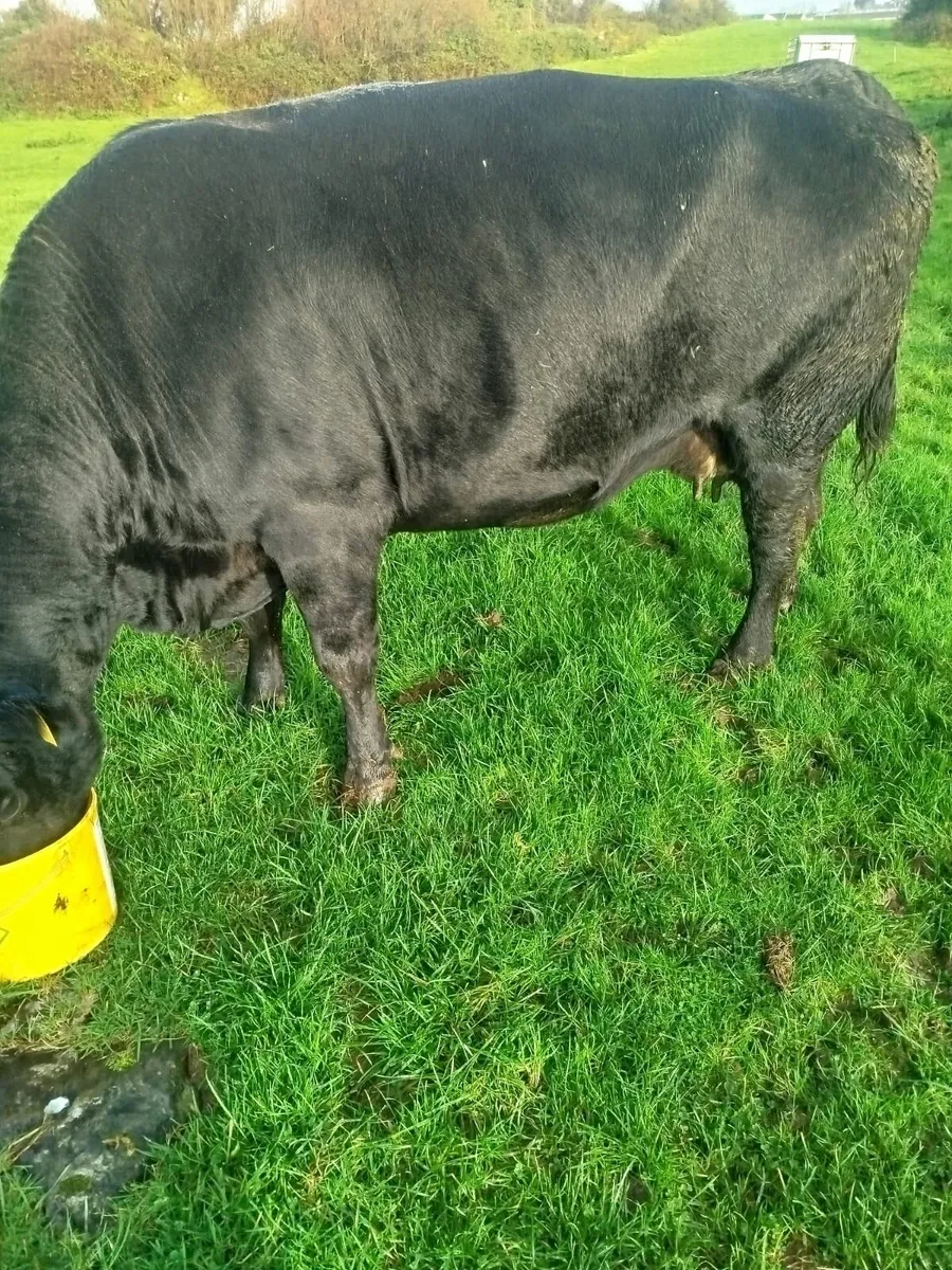 PBR Aberdeen Angus cow and calf - Image 1