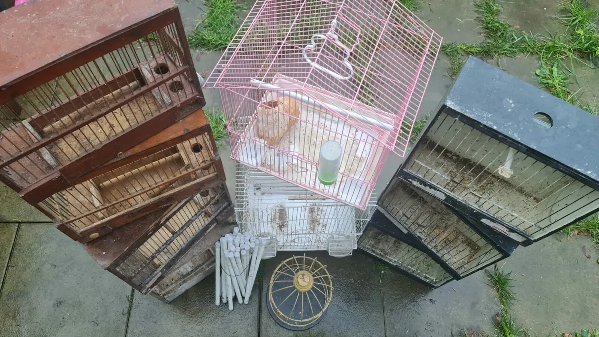 11 Cages birds 🐦 - Image 1