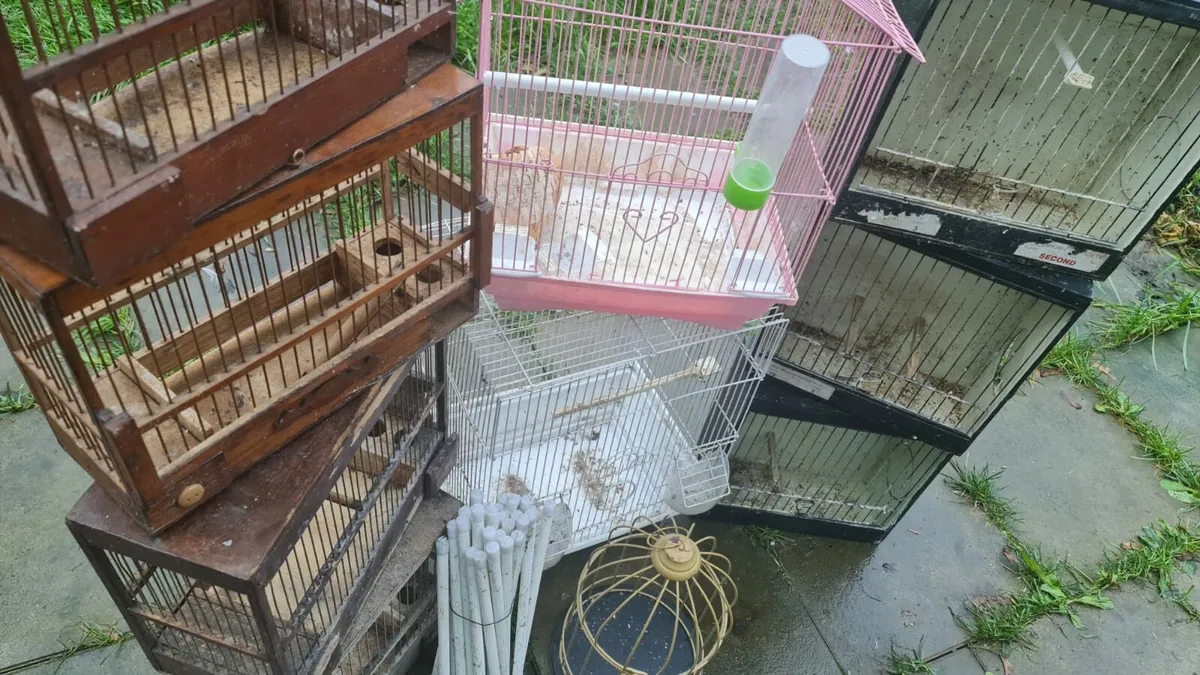 11 Cages birds 🐦 - Image 2